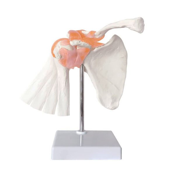 Maquette Anatomique Épaule Humain Avec Ligaments et Articulation