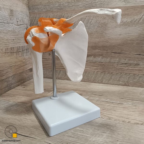 Maquette Anatomique Épaule Humain Avec Ligaments et Articulation – Image 2