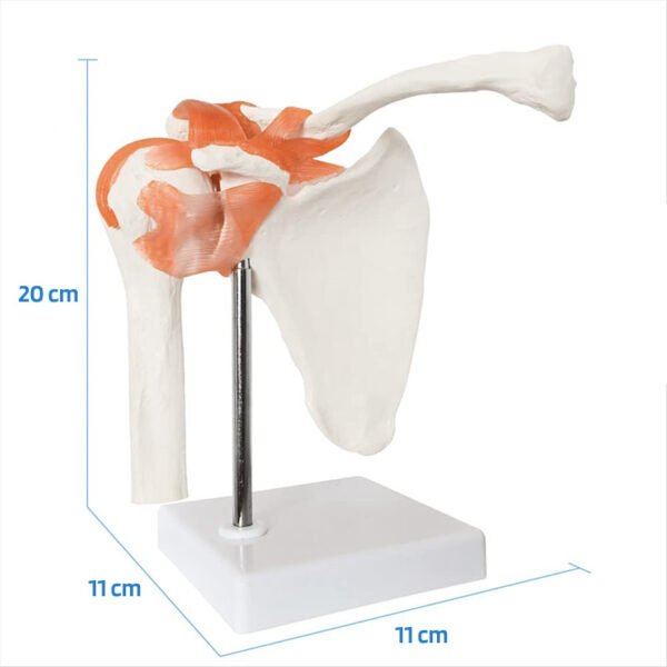 Maquette Anatomique Épaule Humain Avec Ligaments et Articulation – Image 3