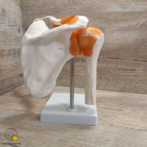 Maquette Anatomique Épaule Humain Avec Ligaments et Articulation – Image 4
