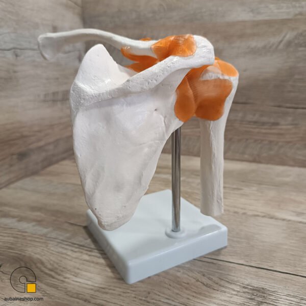 Maquette Anatomique Épaule Humain Avec Ligaments et Articulation – Image 6