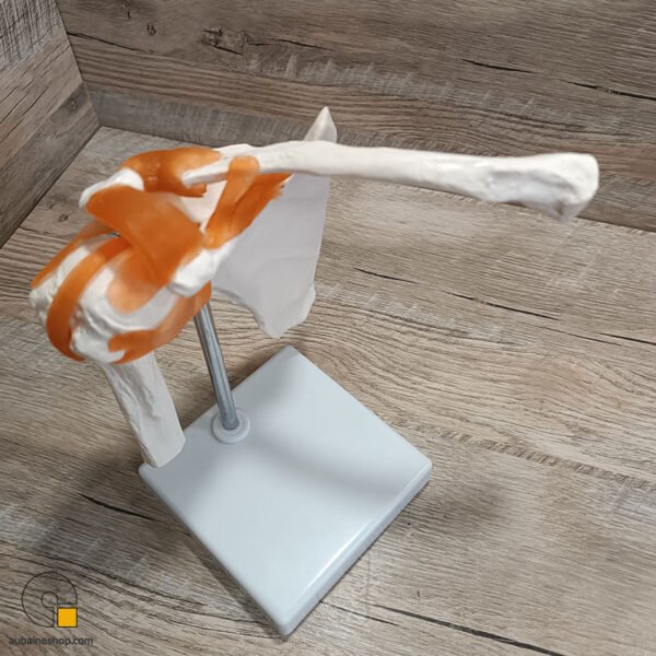 Maquette Anatomique Épaule Humain Avec Ligaments et Articulation – Image 7