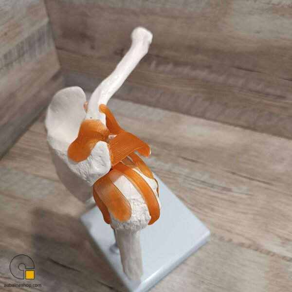 Maquette Anatomique Épaule Humain Avec Ligaments et Articulation – Image 8
