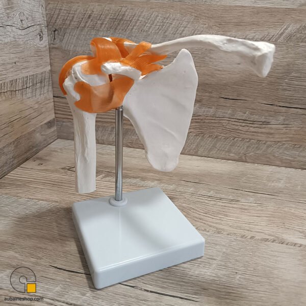 Maquette Anatomique Épaule Humain Avec Ligaments et Articulation – Image 9