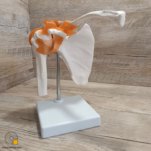 Maquette Anatomique Épaule Humain Avec Ligaments et Articulation – Image 11